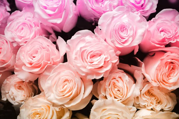 Gran Vista Superior Ramo Muchas Rosas Rosadas Pétalos Flores —  Fotos de Stock