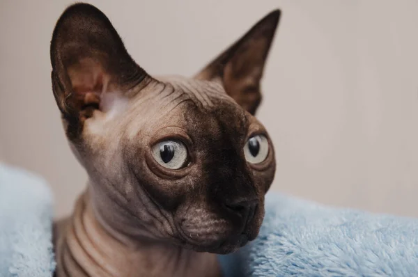 Haustier Katze Mit Glatze Kanadischen Sphynx Auf Einer Blauen Decke — Stockfoto