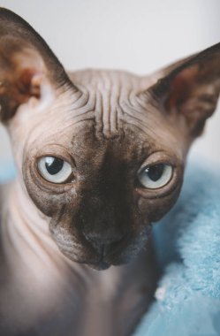 evcil hayvan, keltoş kedi mavi bir battaniyede Kanada sfenksi., 