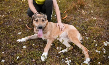 1 kırmızı köpek adamın yanındaki çimlerin üzerinde yatıyor.