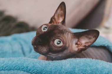 Şirin ve kel kedi, mavi bir battaniyenin üzerinde Kanada sfenksi., 