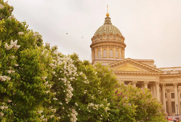 Kazan Katedrali 'nin arka planında çiçek açan leylak, St Petersburg, bahar
