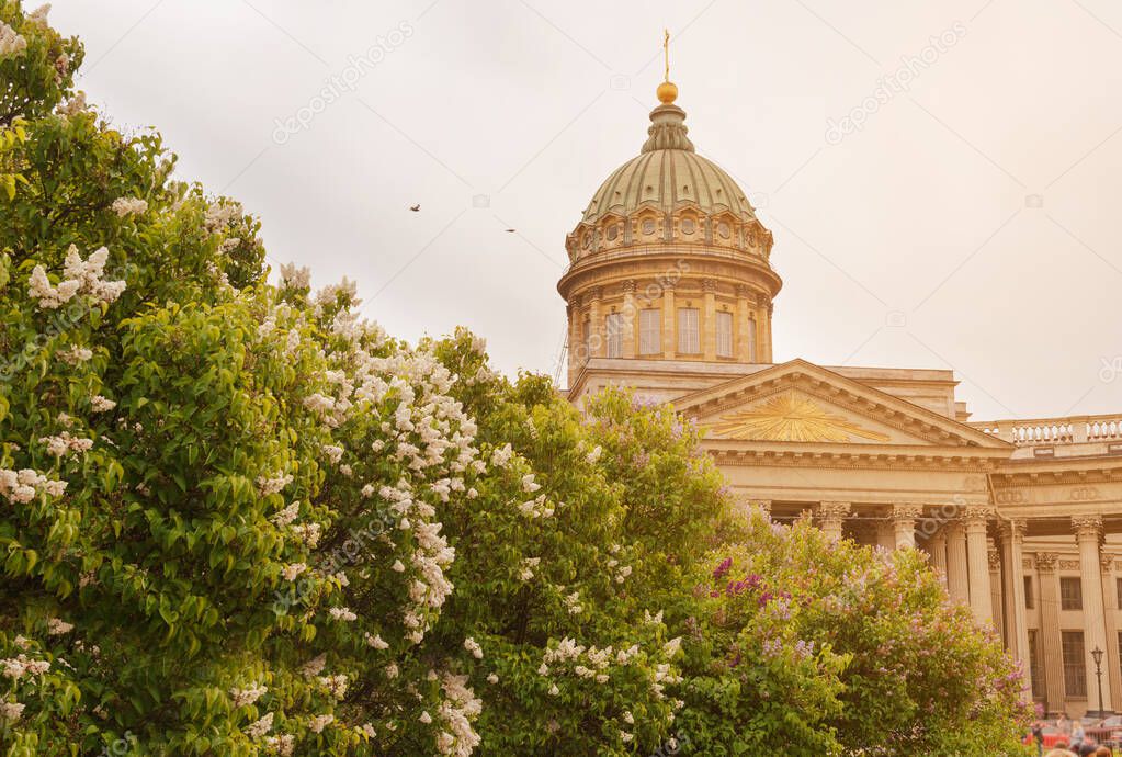 blooming ,  lilac on the background of the dome of  Kazan Cathedral, St. Petersburg, spring