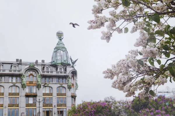 Белые Сиреневые Цветы Фоне Здания Санкт Петербурге Лето Цветение — стоковое фото