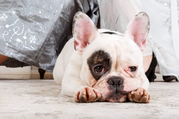Fransız bulldog cinsinin köpeği beyaz önlüklü sahiplerinin ayaklarının dibinde yatar.