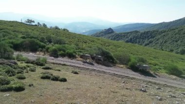 Palencia, İspanya 'da bir dağ yolunda yürüyen bir inek sürüsünün havadan görünüşü