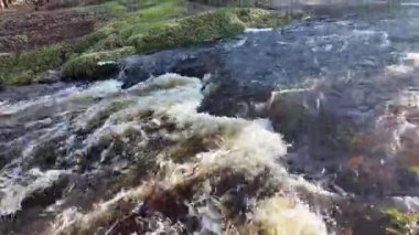 İrlanda 'da bir ormanda nehir