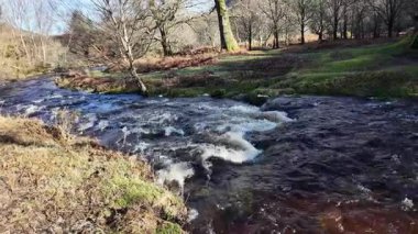 İrlanda 'da bir ormanda nehir