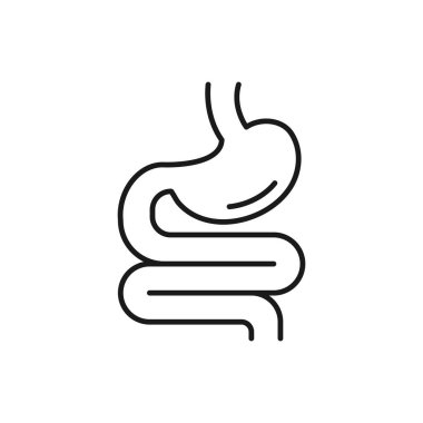 Sindirim sistemi, insan midesi ve sindirim sistemi bilgileri. Hayati organları. İç organ olarak mide, mide ve kolon borusu. Çizgi Vektörü illüstrasyonu. Beyaz arka planda tasarım. EPS 10