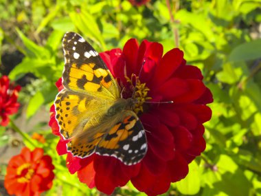  Yaz bahçesindeki çingene çiçeklerine ve batterflay 'e yakından bak..