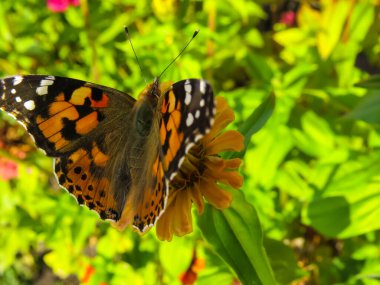  Yaz bahçesindeki çingene çiçeklerine ve batterflay 'e yakından bak..