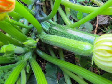 Sebze bahçesinde pancar yetişiyor.