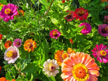 Güzel zinnia çiçekleri. Yaz bahçesindeki zinnia çiçeklerinin yakın görüntüsü.