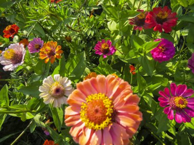 Güzel zinnia çiçekleri. Yaz bahçesindeki zinnia çiçeklerinin yakın görüntüsü.