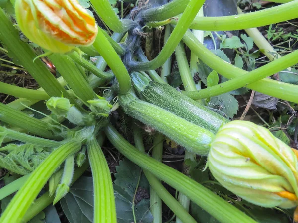 Bit Dalam Pertumbuhan Kebun Sayur Sayuran Hujan Musim Panas — Stok Foto