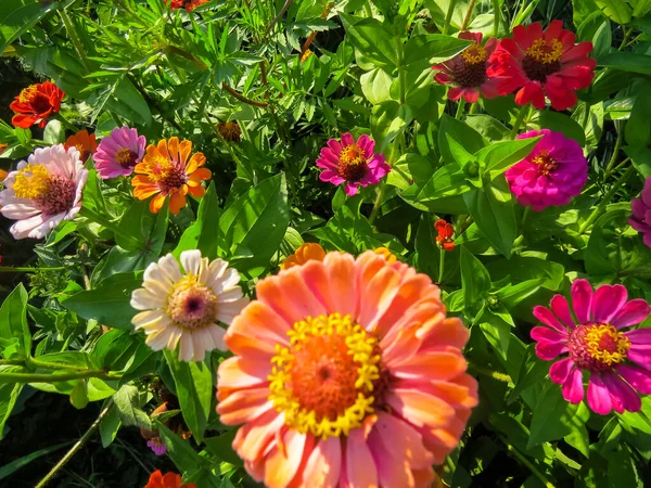 美しいジニアの花 夏の庭でのジンニアの花の近景 — ストック写真