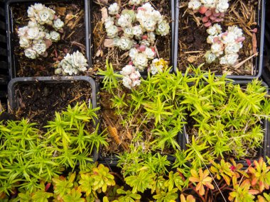 Çiçek tarlasında farklı çiçekler var. Yaz güneşli bir gün, çiçek pazarı? Çiçekçi