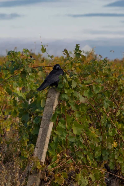 Üzüm bağında bir direkte oturan karga