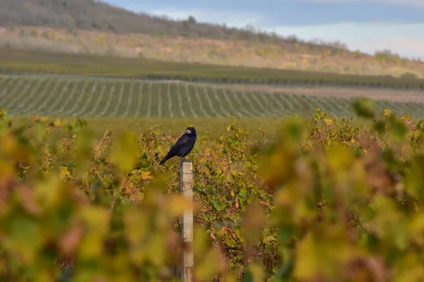 Karga ailesinin bir üyesi olan Rook, bir sonbahar üzüm bağında bir direğe tünemişti.