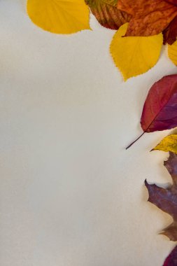 Renkli bir kağıdın köşesinde renkli sonbahar yaprakları