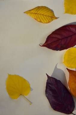 Sonbahar yaprakları tonlu bir kağıtta farklı tonlarda.