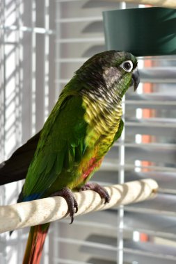 Camdan dışarı bakan yeşil yanaklı muhabbet kuşu