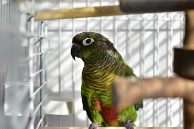 Kameraya bakan yeşil yanaklı meraklı bir muhabbet kuşunun yakın çekimi.