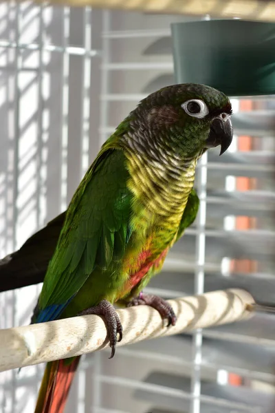 Yeşil yanaklı bir papağan portresi, renkli bir papağan.