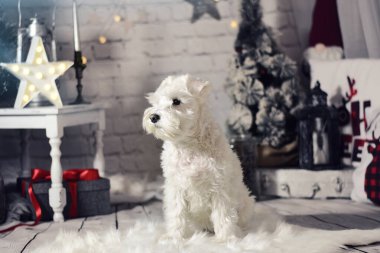 Noel 'de ağaç ve ışıklarla çevrili beyaz minyatür schnauzer köpeği.
