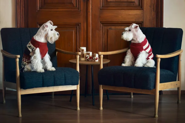 Two white miniature schnauzer dogs in red knitted sweaters sitting in chairs looking at each other
