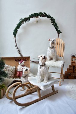 Üç beyaz minyatür schnauzer kış tatili ortamında