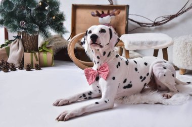 Şirin Dalmaçyalı bayram süslemesinde yatıyor