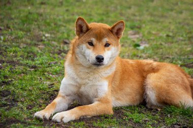 Shiba inu köpek açık hava portresi. Yakın plan.