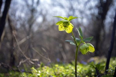 Sarı-yeşil Hellebore, Sırbistan 'da 