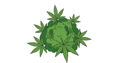 Küresel esrar kullanımını sembolize eden yeşil bir kürede kenevir yaprakları