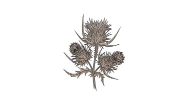 Beyaz arkaplanda birden fazla dikenli çiçek bulunan devedikeni bitkisinin ayrıntılı çizimi