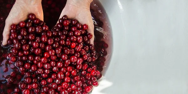 Cerises dans les mains d'une femme mûre — Photo