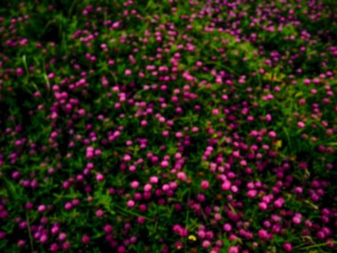 arka plan bulanık, yonca çiçek,