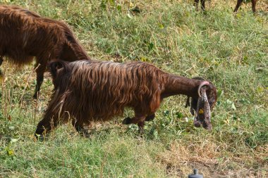 Kuzey Kıbrıs 'ta yeşil çimenler ve nazik tepelerle çevrili bir çayırda uzun kulaklı keçiler ve koyunlar otluyor. Huzurlu ve huzurlu kırsal bir manzara.
