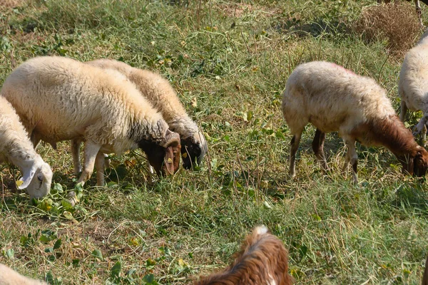 Uzun kulaklı keçi ve koyun sürüsü Kuzey Kıbrıs 'ta açık yeşil bir çayırda otluyor. Hayvanlar sakin görünüyor. Uyumlu bir kırsal manzara yaratıyorlar..