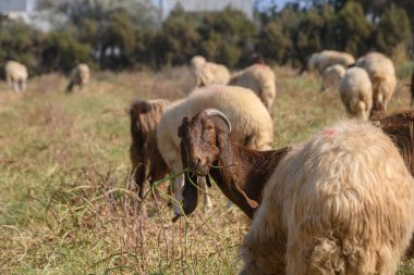 Kuzey Kıbrıs 'ta parlak güneşin altında keçi ve koyun yan yana otlar..