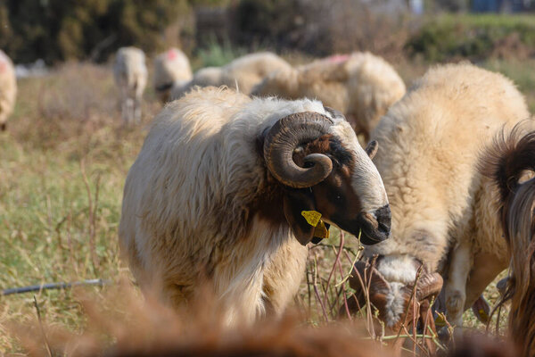 Сильный баран стоит в стае овец на солнечной ферме на Северном Кипре.