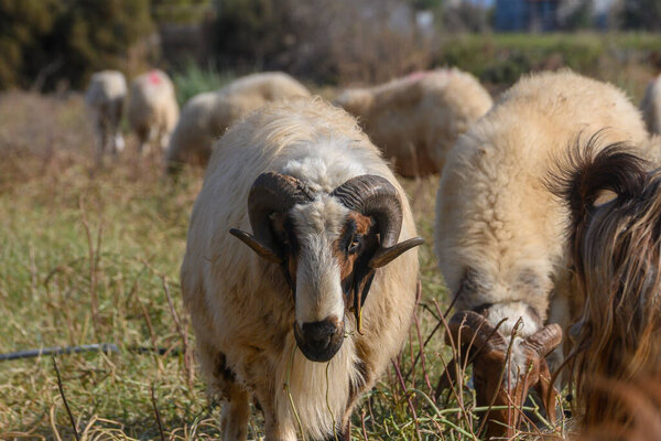 Величественный баран возвышается над стадом овец на зеленом пастбище под солнцем на Северном Кипре.