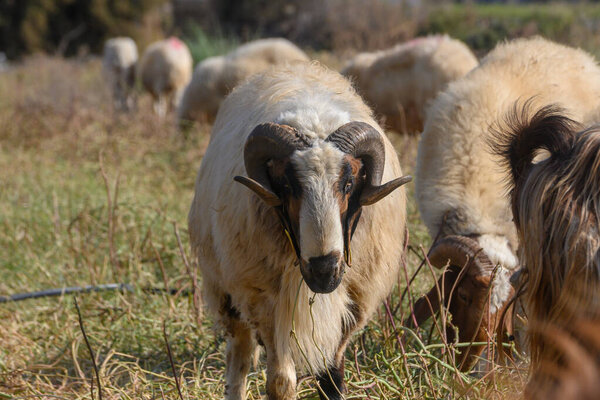 Ожесточенный баран с сильными рогами стоит среди овец на ярко-зеленом лугу на Северном Кипре.