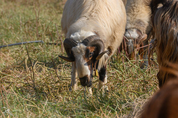 Величественный баран стоит среди овец на солнечном пастбище на Северном Кипре.