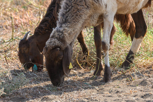 Козы и овцы пасутся бок о бок на зеленом пастбище под солнечным небом на Северном Кипре.