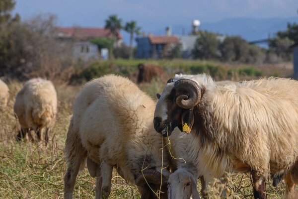 Два больших барана мирно пасутся на зеленом пастбище под солнцем на Северном Кипре.