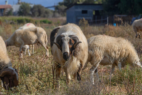Большой баран пасется среди стада овец на зеленом пастбище под ярким солнечным светом на Северном Кипре.