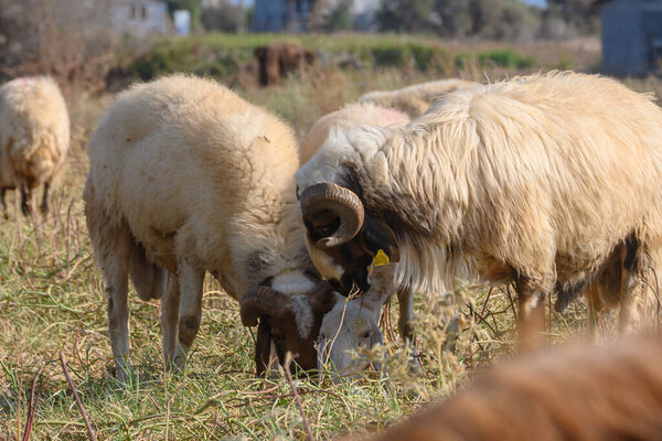 Два больших барана пасутся бок о бок на зеленом пастбище под ярким солнцем на Северном Кипре.