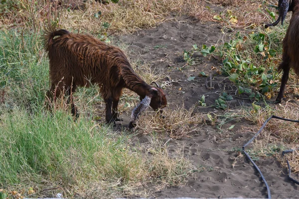Yeşil bir çayırda otlayan siyah Kıbrıslı keçi doğal ışık ve yumuşak arka planda, adanın kırsal yaşam ve pastoral atmosferini gösteriyor..
